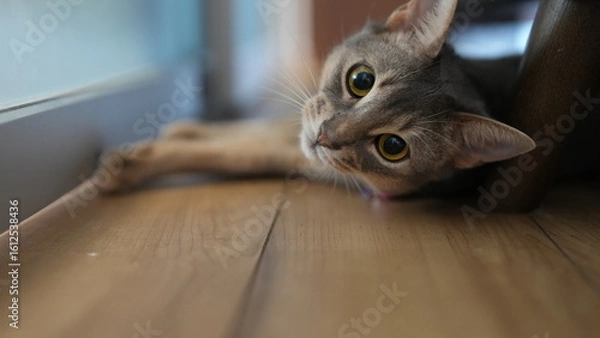 Obraz 部屋の床で横になる猫