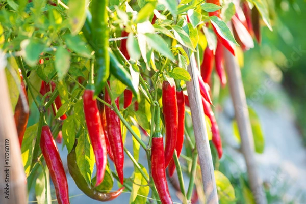 Fototapeta Red chili peppers on the tree in garden.