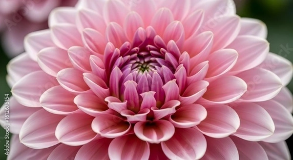 Obraz A close up shot of a pink dahlia flower showing its intricate petal arrangement and center detail