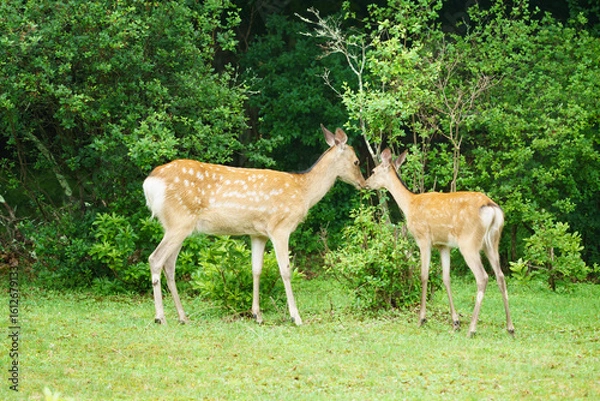 Obraz 北海道の野生動物
