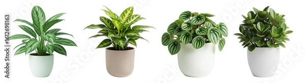 Fototapeta Four Potted House Plants Isolated On A Transparent Background