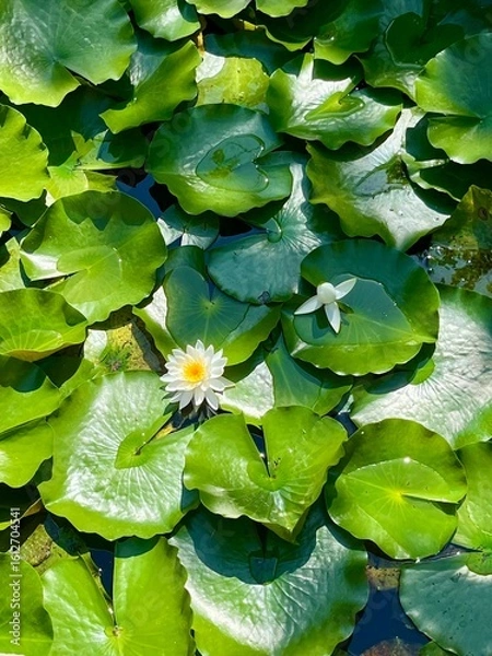 Obraz 夏の池を覆い尽くす睡蓮