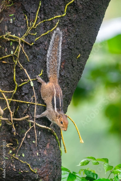 Fototapeta A small Three-striped palm squirrel sitting and watching for a prey in a tree during rainy season