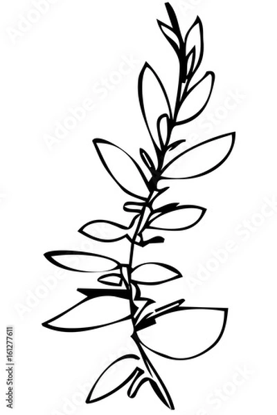 Fototapeta vector sketch of a plant twig and leaves