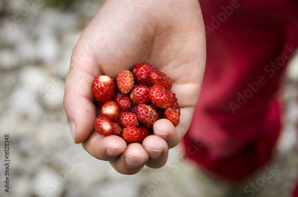 Obraz walderdbeeren