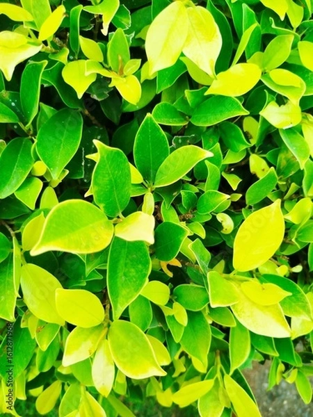 Obraz green leaves background