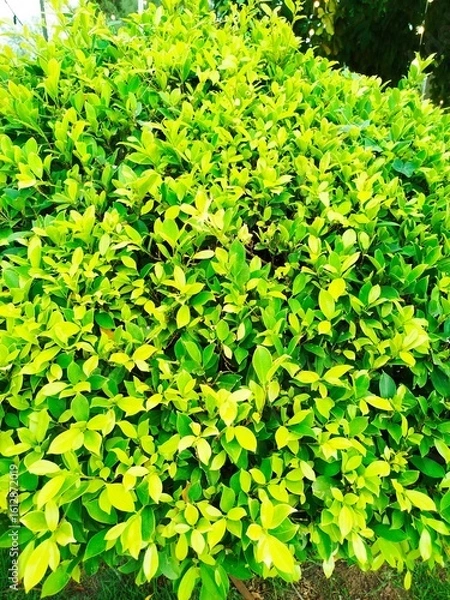 Obraz green leaves background