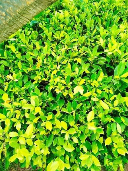 Obraz green leaves background