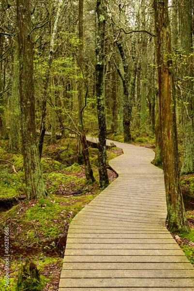 Obraz Boardwalk through the swamp