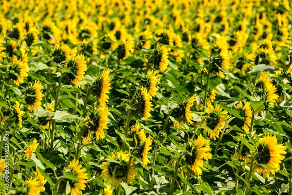 Obraz Sunflower field profile
