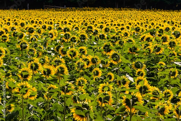 Obraz Sunflower Field from Behind