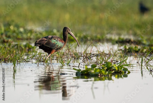 Fototapeta Glossy ibis bird in the wetlands looking for food. Close up, selective focus.