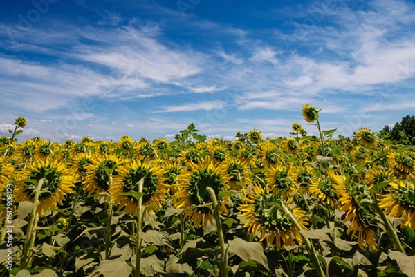 Fototapeta 後ろ向き