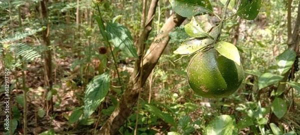Obraz buah jeruk di kebun 