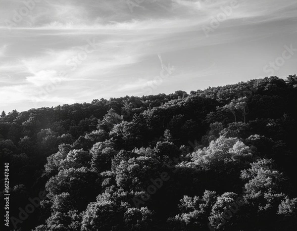 Obraz Grayscale Forest Ridge in Minimal Style