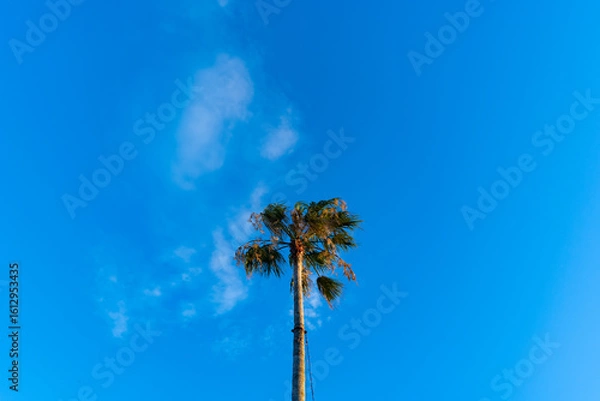 Fototapeta Palm tree under clear blue sky