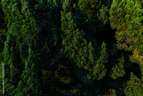 Fototapeta Dense Evergreen Foliage in Low Light