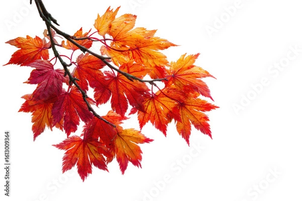 Obraz Vibrant Autumn Maple Leaves Branch Isolated Black Background, isolated on a transparent background