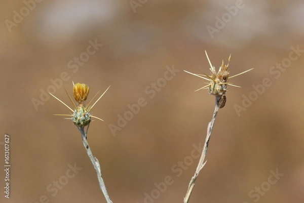 Fototapeta close up of Centaurea solstitialis (Barnaby's Thistle) 