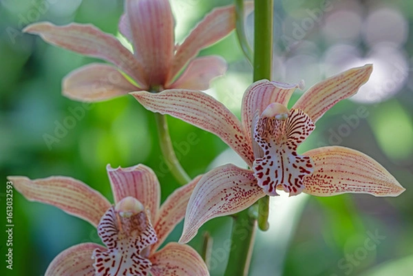 Obraz orange orchid closeup