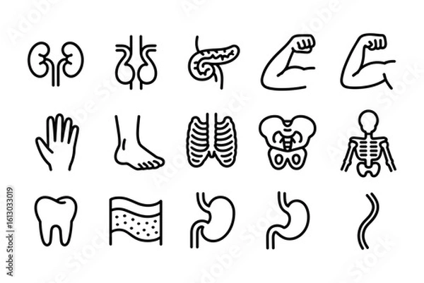 Obraz Human Anatomy Parts Icons Line Art Vector