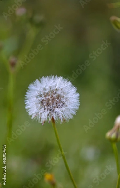 Obraz Nahaufnahme einer Pusteblume.
