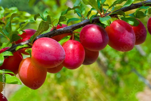 Obraz Excellent fruits of plum tree