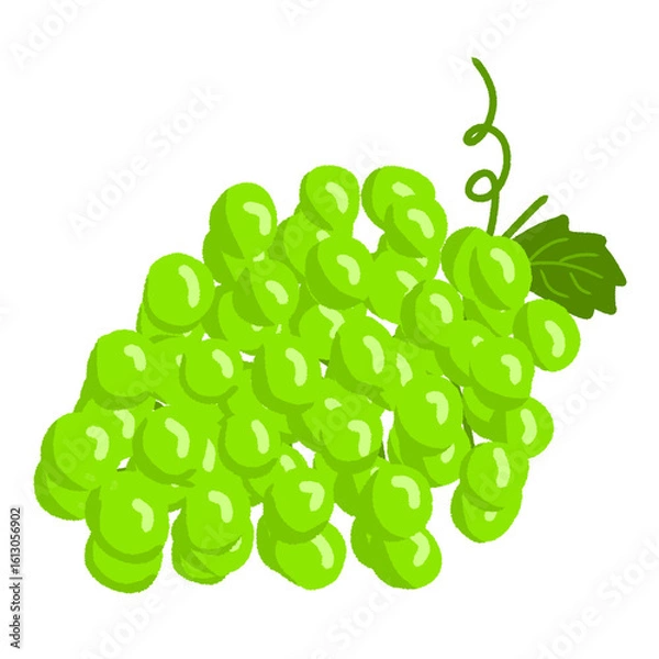 Fototapeta green grape leaf