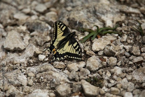 Fototapeta Schwalbenschwanz,Schmetterling