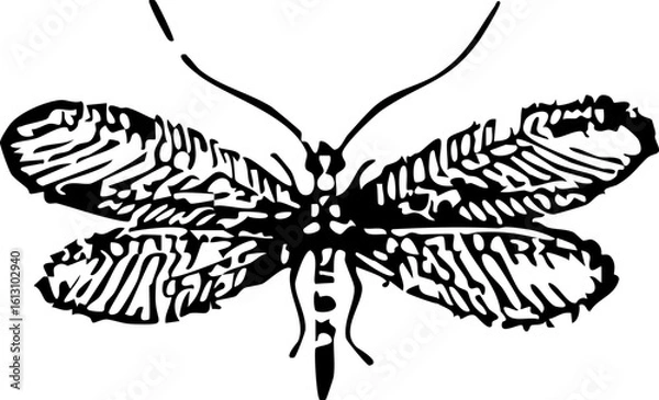 Fototapeta Vintage Butterfly Insect Illustration