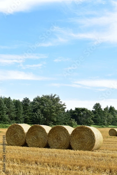 Obraz 麦稈ロールのある風景