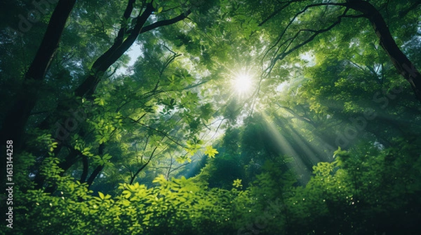 Fototapeta sun rays in the forest