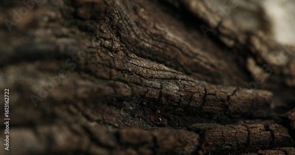 Fototapeta Close-Up of Rough and Cracked Tree Bark Texture