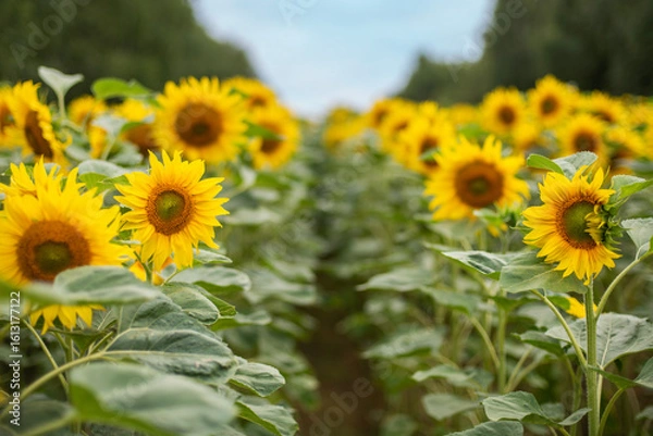 Obraz Słonecznikowe pole