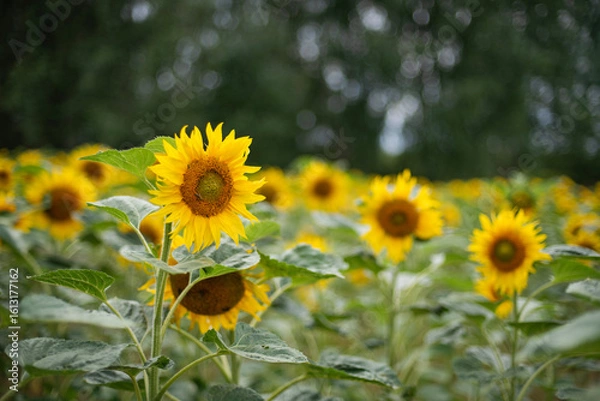 Obraz Słonecznikowe pole