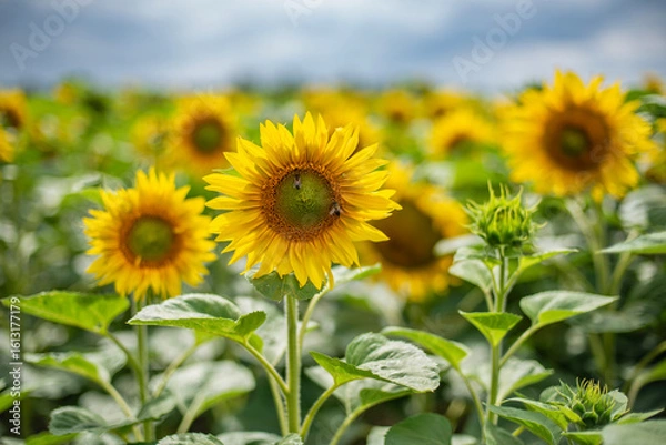 Fototapeta Słonecznikowe pole