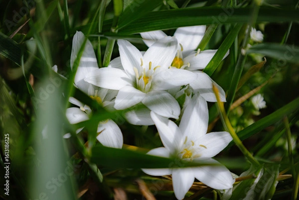 Obraz white and yellow 