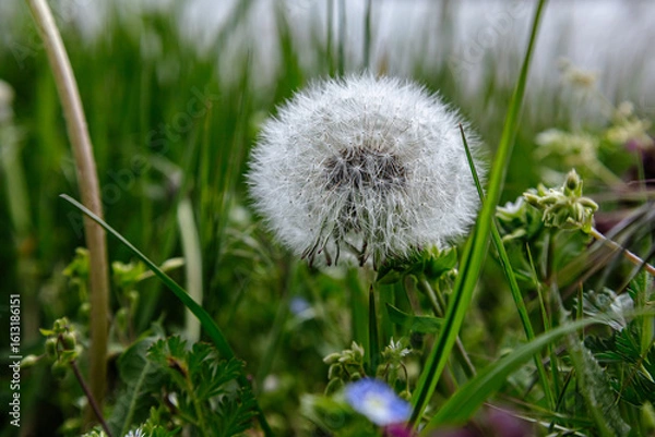Obraz dandelion in grass