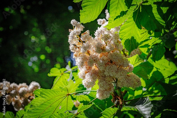 Obraz wild flowers in the forest