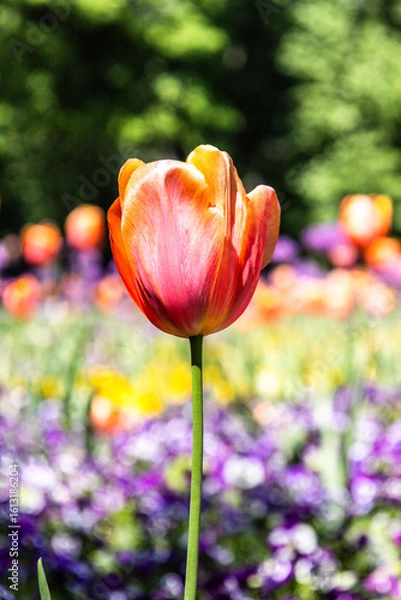 Obraz red and yellow tulip