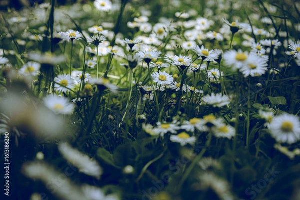 Obraz daisies in the grass