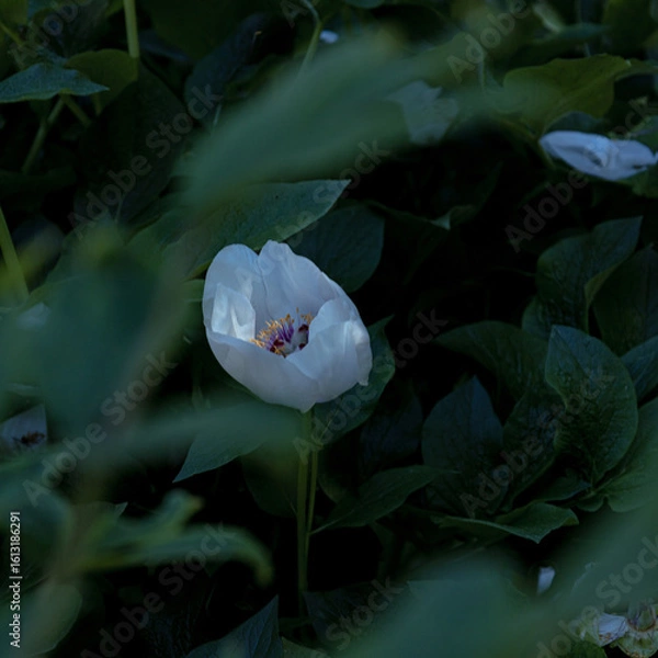Obraz flower in the garden