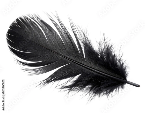 Obraz  Single black feather gently floating isolated on transparent background PNG