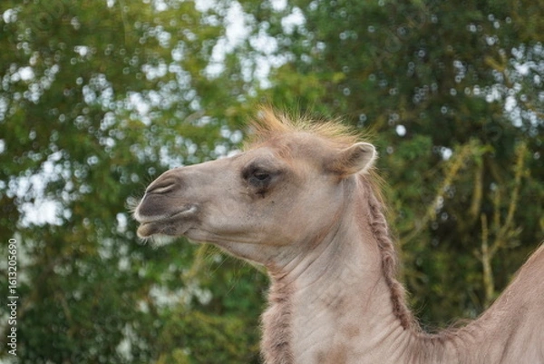 Obraz Bactrian camel