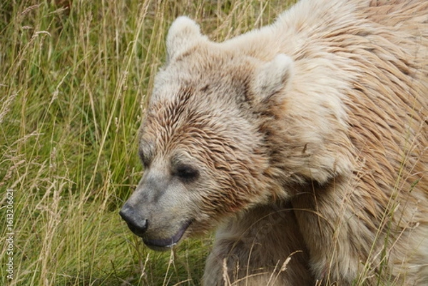 Obraz Syrian brown bear