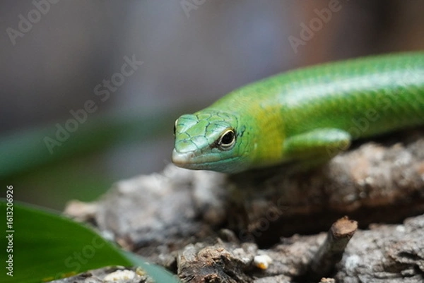 Fototapeta Emerald tree skink