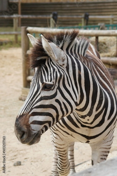 Obraz Plains zebra