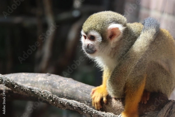 Obraz Kleiner Affe in der Sonne