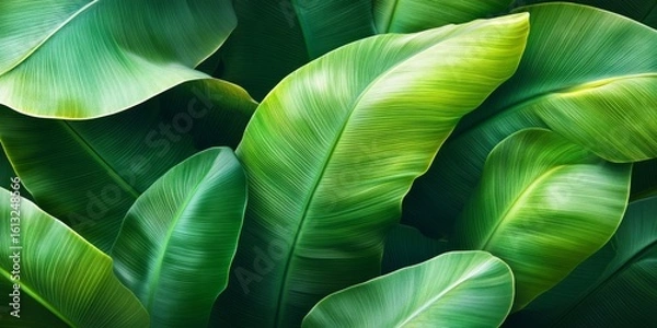 Fototapeta A seamless pattern of layered green banana leaves in diffuse daylight, ideal for botanical and nature-inspired backgrounds or print designs.