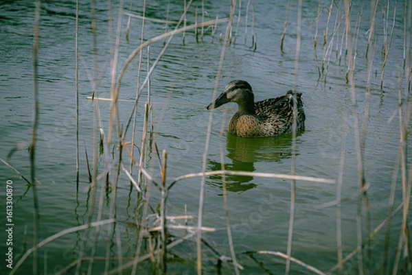 Obraz duck on the lake